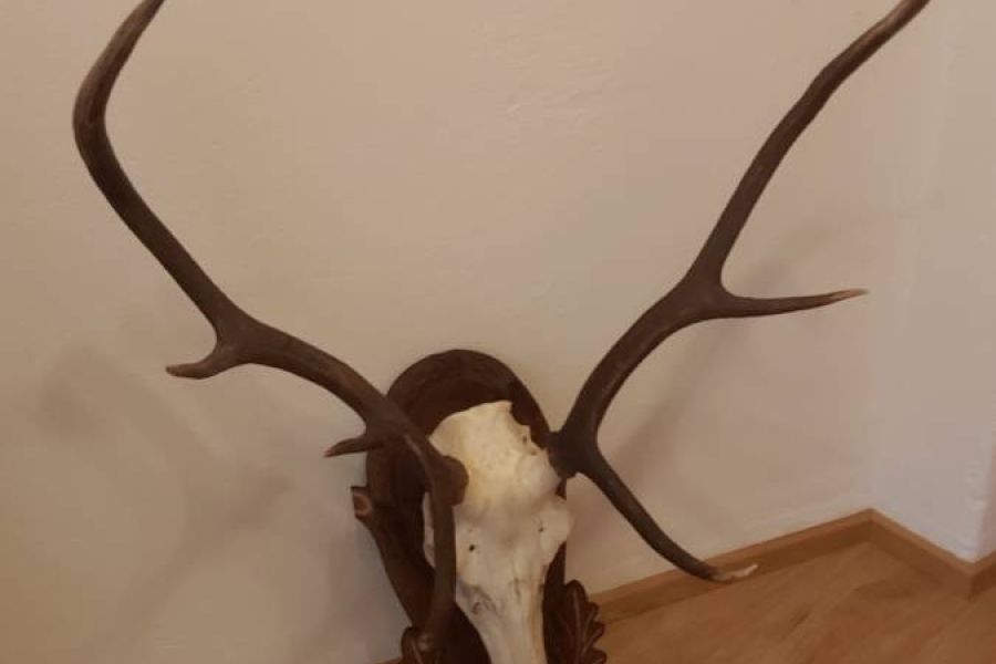 für Jagdliebhaber oder zur rustikalen Dekoration - Bild 4