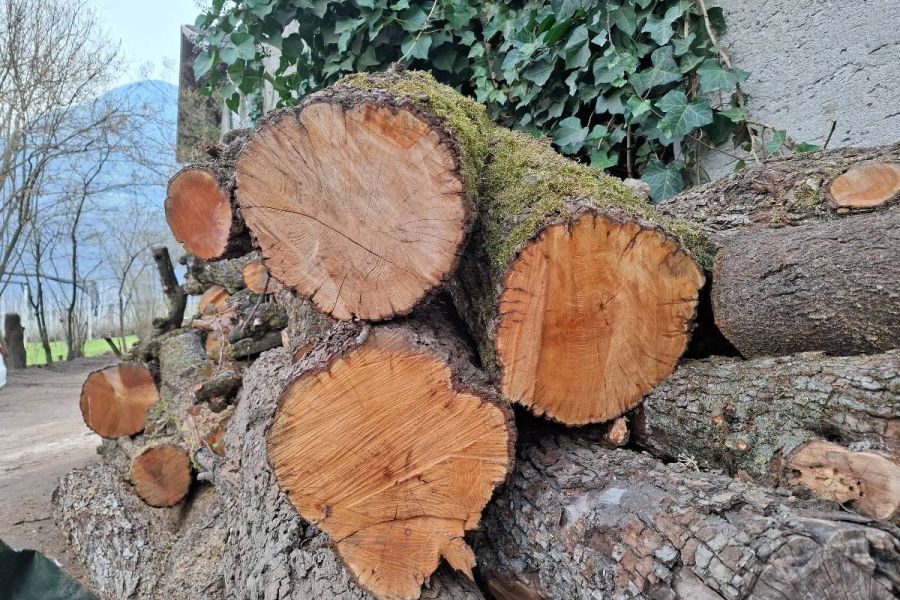 Birnenbaumstämme - Bild 1