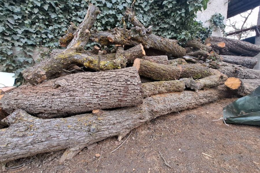 Birnenbaumstämme - Bild 2