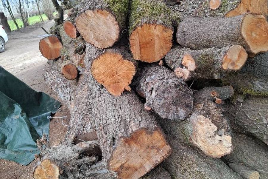 Birnenbaumstämme - Bild 4