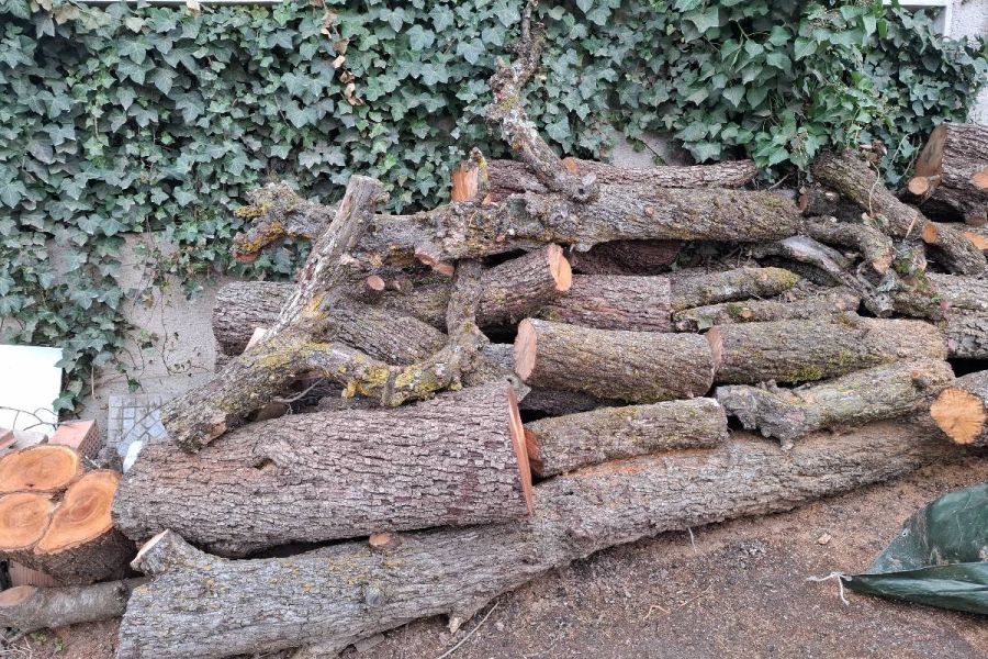 Birnenbaumstämme - Bild 5