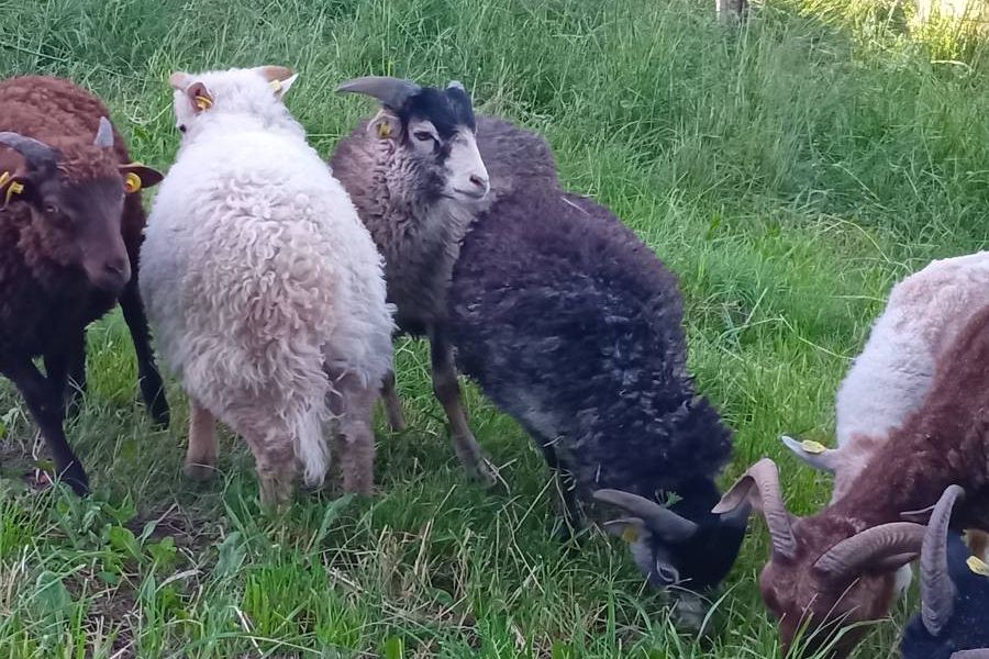 Biete junge bretonische zwergschafe - Bild 3