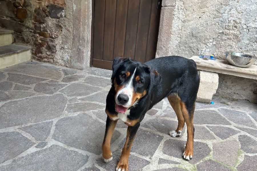Lieber Berner Sennenhund 3 Jahre - Bild 2