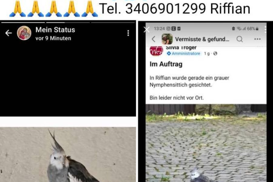 Suche meinen Nymphensittich Balbo, er ist in Riffian entflogen - Bild 1