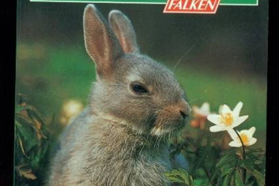 Zwergkaninchen Auswahl,Pflege,Ernährung - Bild 1