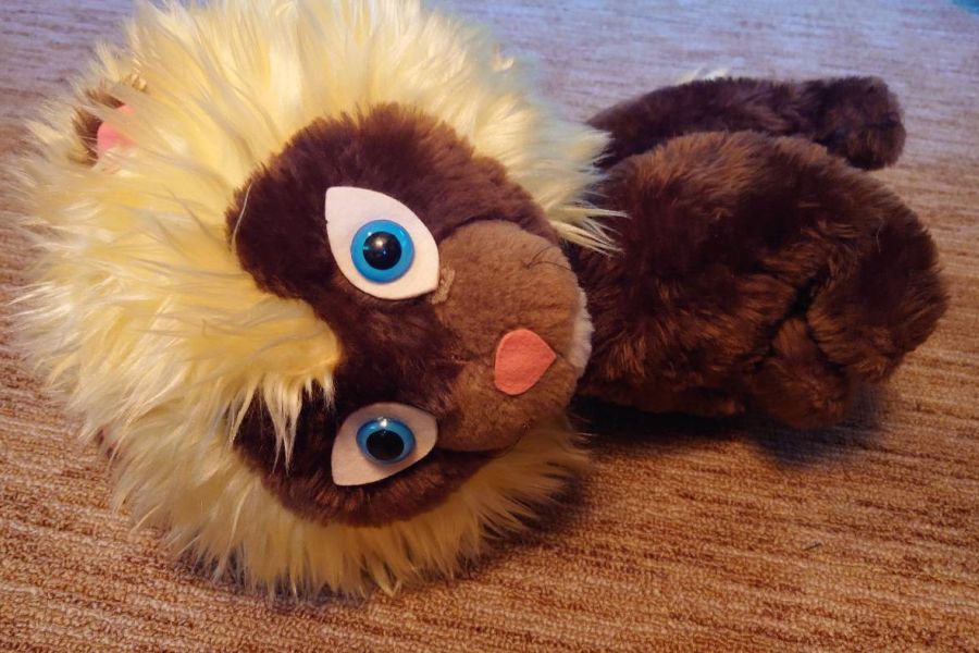 Löwe zu verschenken - Bild 1