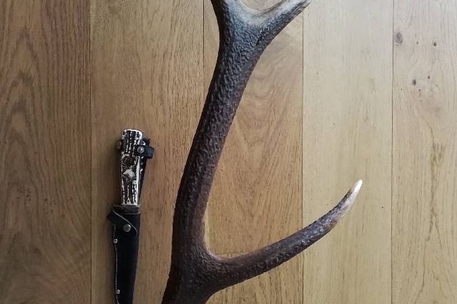 Abwurf Geweih mit Jagdmesser - Bild 2