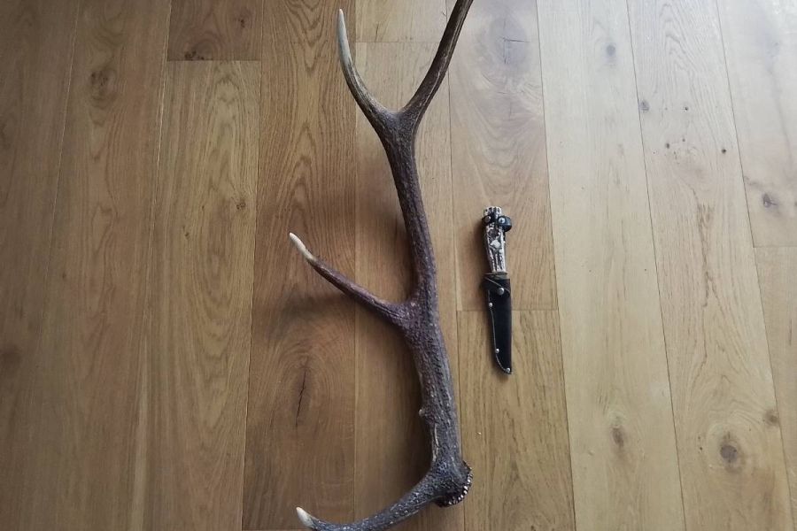 Abwurf Geweih mit Jagdmesser - Bild 4