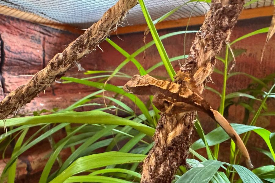 2 Baby Crested Geckos ( 4 Wochen alt) - Bild 2