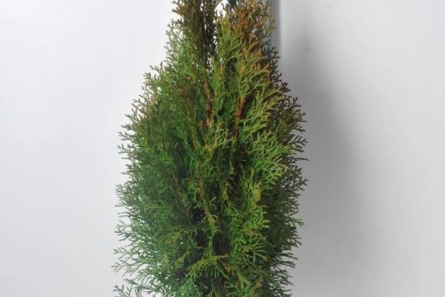 Thuja occ. 'Smaragd' - Bild 1