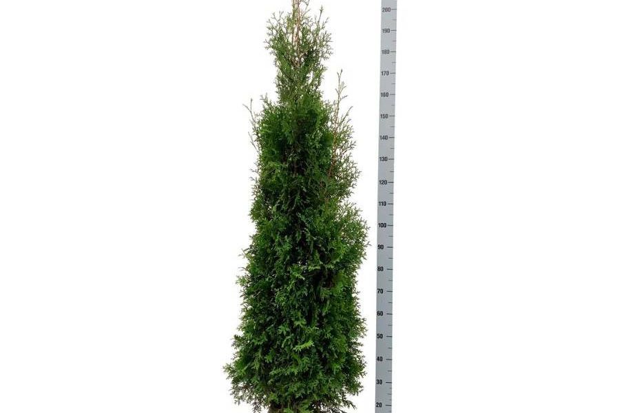 Thuja occ. 'Smaragd' - Bild 2
