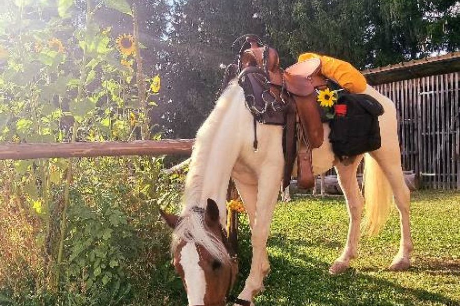 Reitbeteiligung mit Verkaufsoption - Bild 2