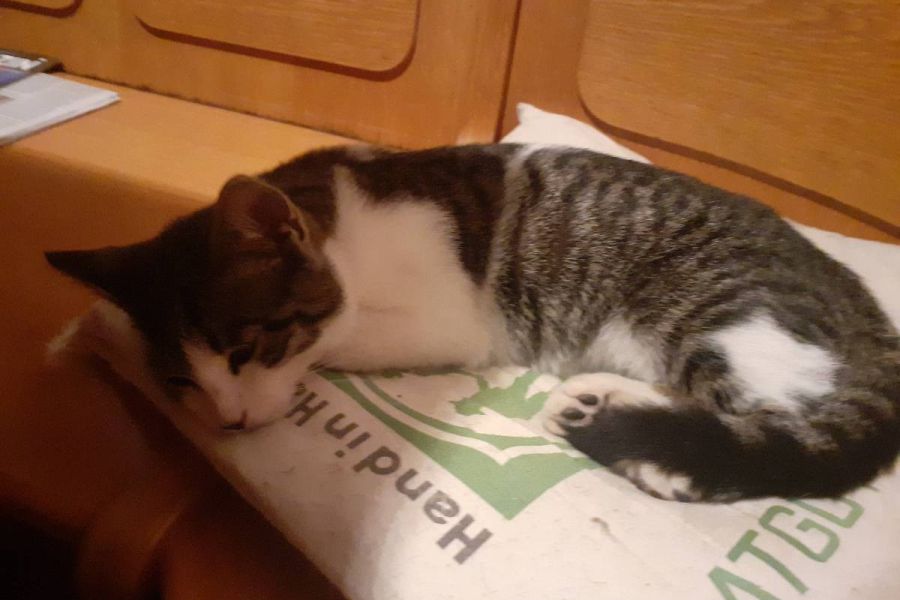 Junger Kater zu verschenken - Bild 1