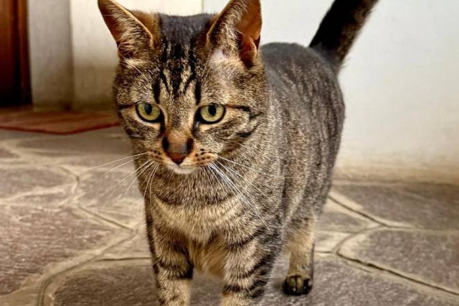 Geschwister Kater - Bild 3
