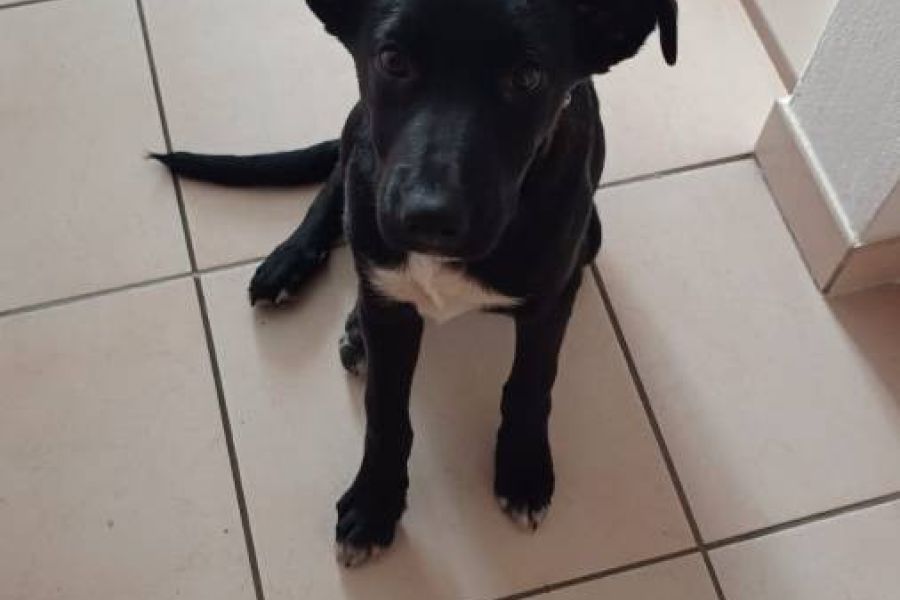 Hundewelpe sucht liebevolles Zuhause - Bild 1