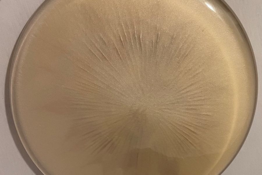 Dekorative Tellerschale mit echten getrockneten Blättern - Bild 3