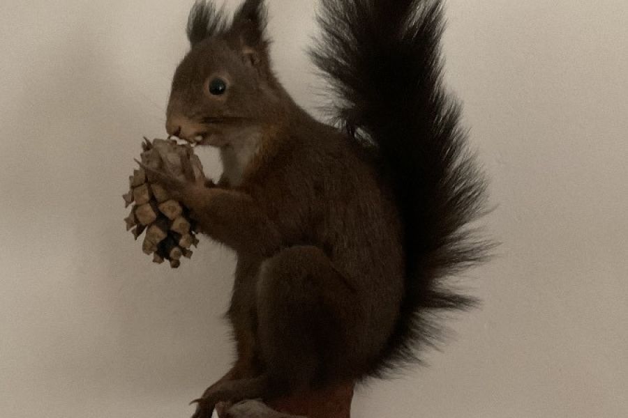 Eichhörnchen - Bild 1