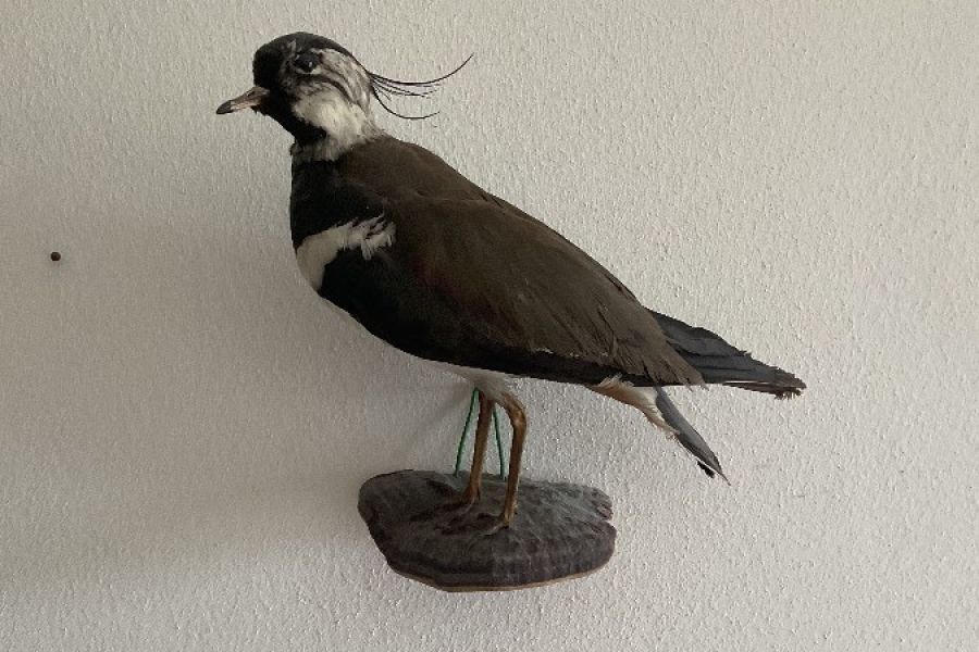 Präparierter Vogel - Bild 1