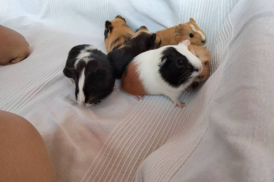 2 Meerschweinchenbabys zu verkaufen - Bild 2