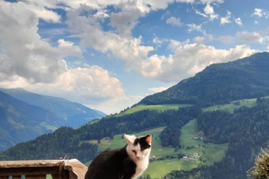 Junges Katzl - Bild 1