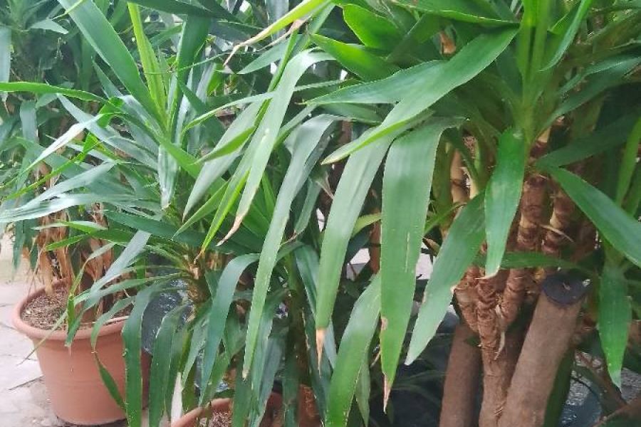 Große Yucca Palmen - Bild 1