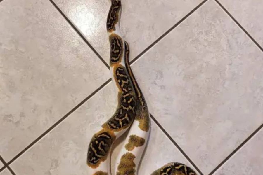 Tigerpython - Bild 1