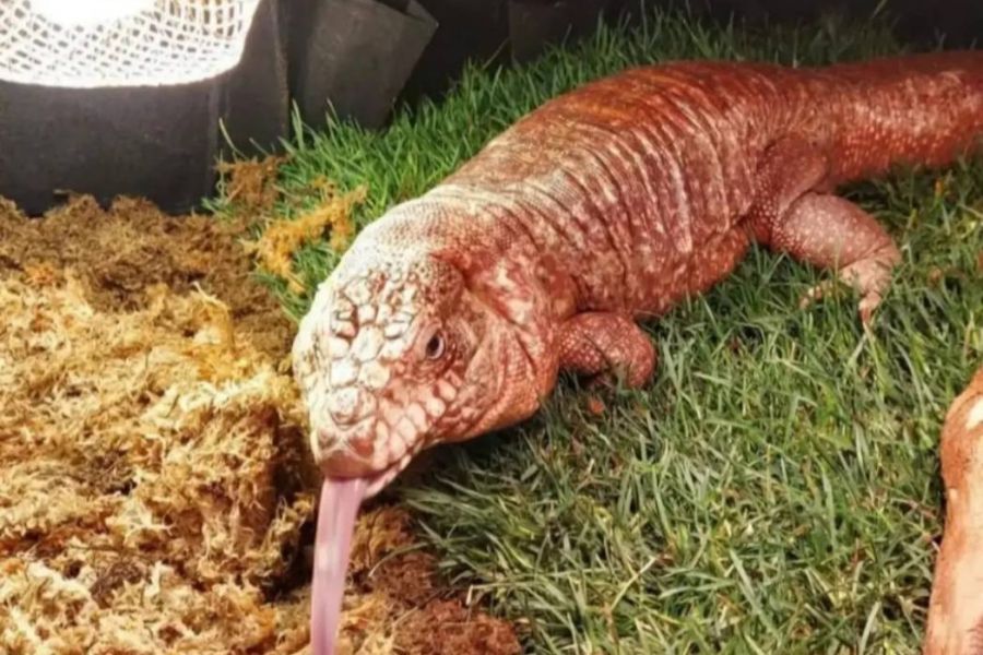 Tegu rot mit Cites - Bild 1