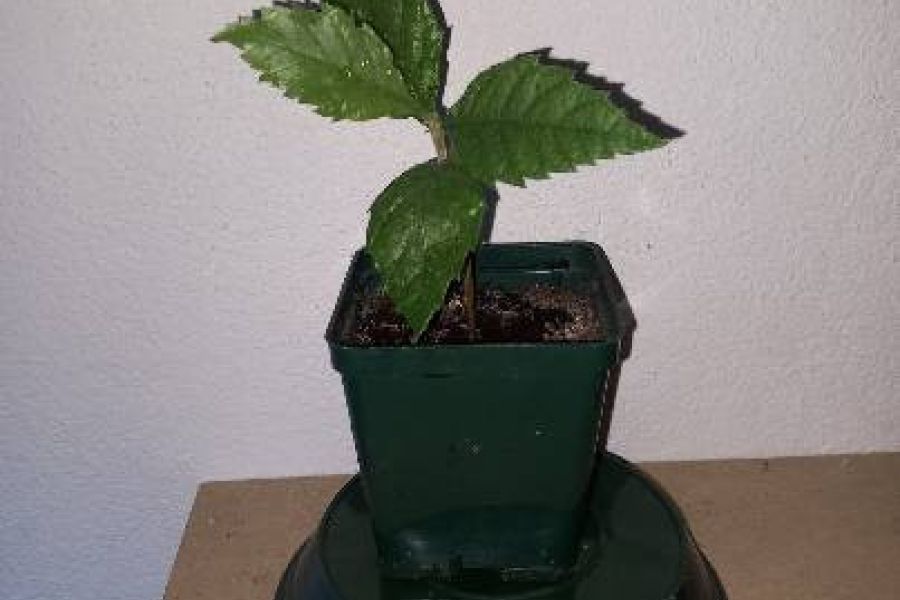 Wollmispel Baum Pflanzen - Bild 1