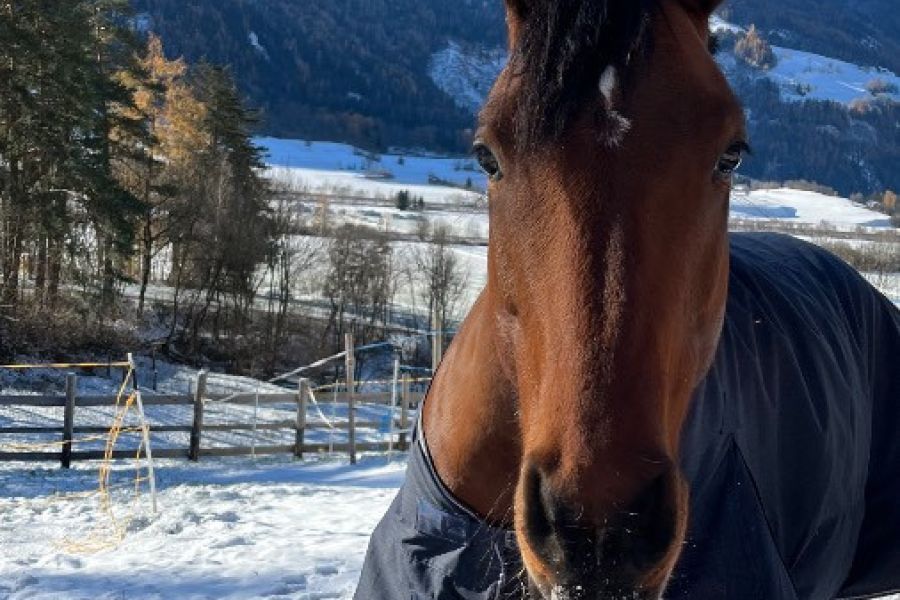 8 jähriger Wallach zum Verkauf - Bild 1