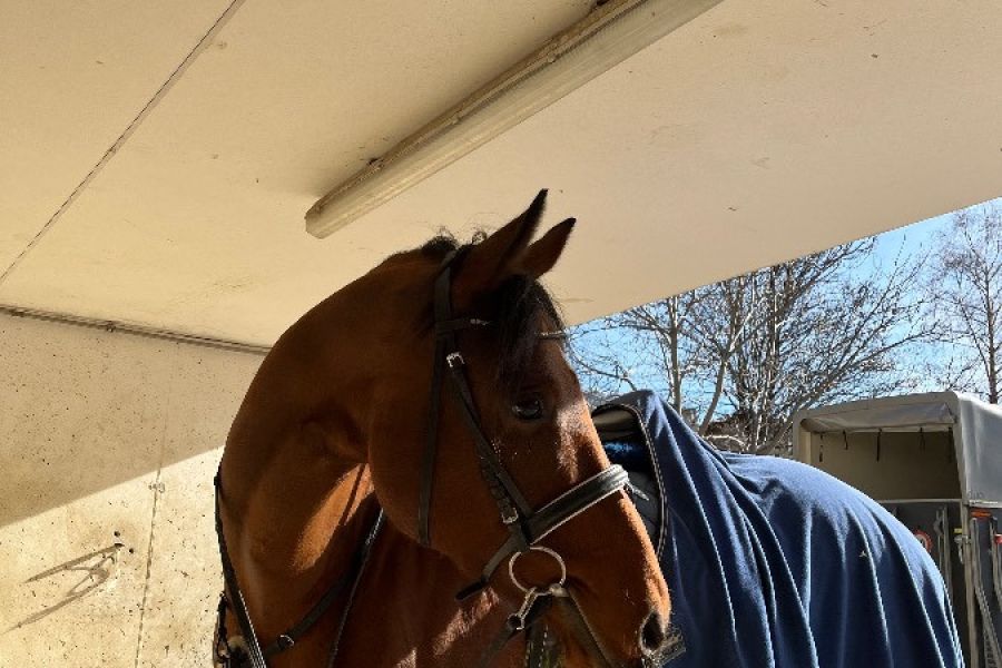 8 jähriger Wallach zum Verkauf - Bild 2