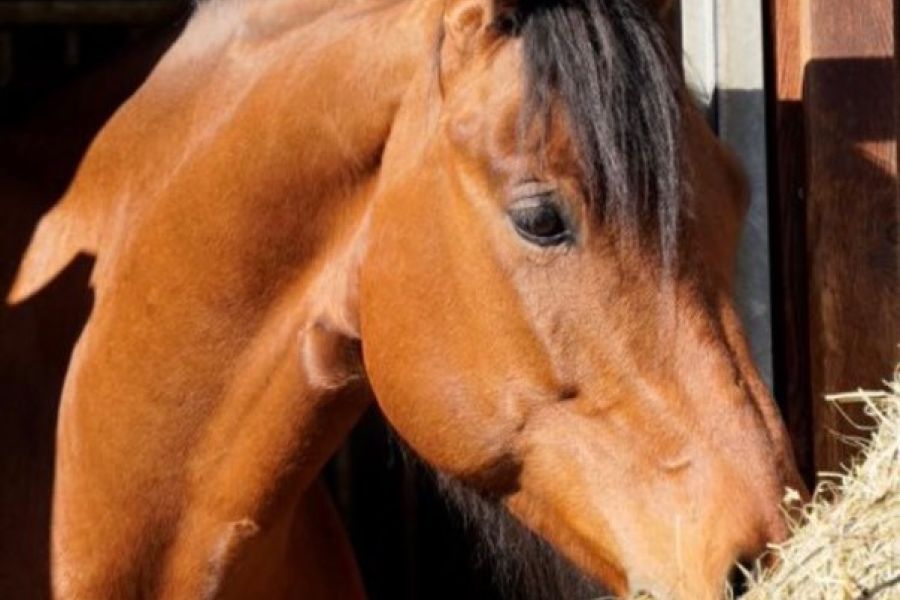 8 jähriger Wallach zum Verkauf - Bild 3