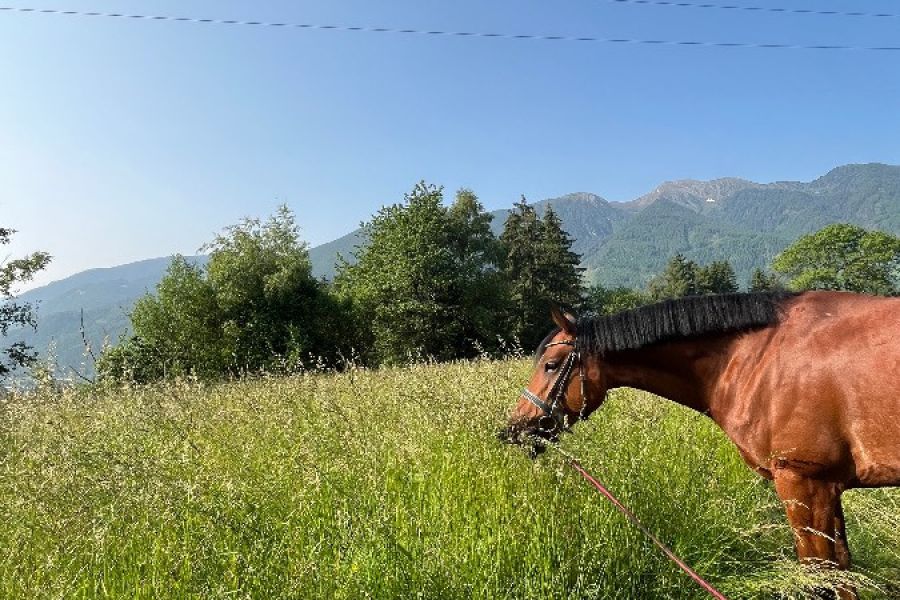 8 jähriger Wallach zum Verkauf - Bild 4