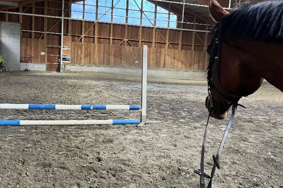 8 jähriger Wallach zum Verkauf - Bild 5