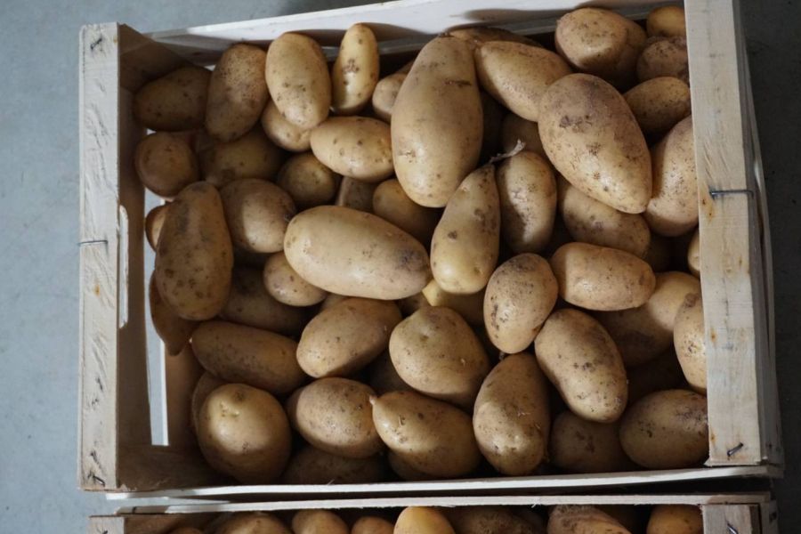 Verkaufe Kartoffeln / vendo patate - Bild 1