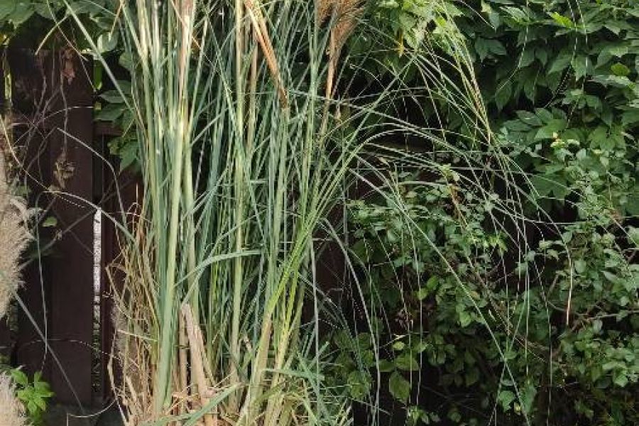 Erba della Pampas (Cortaderia selloana) - Bild 1