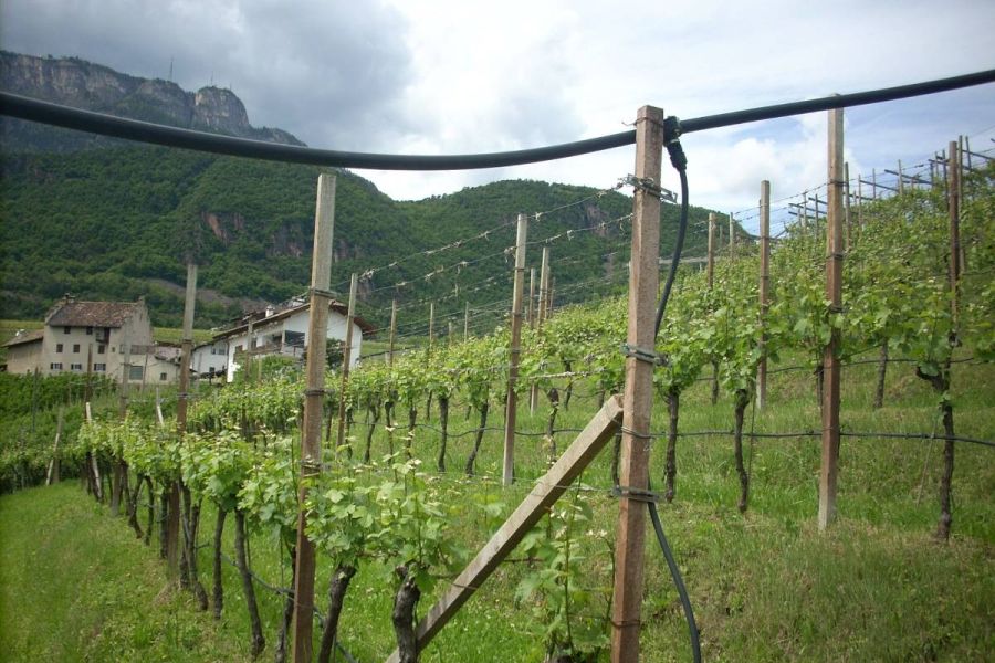 Weinbau-Immobilie - landwirtscaftl. Grün - Bild 2