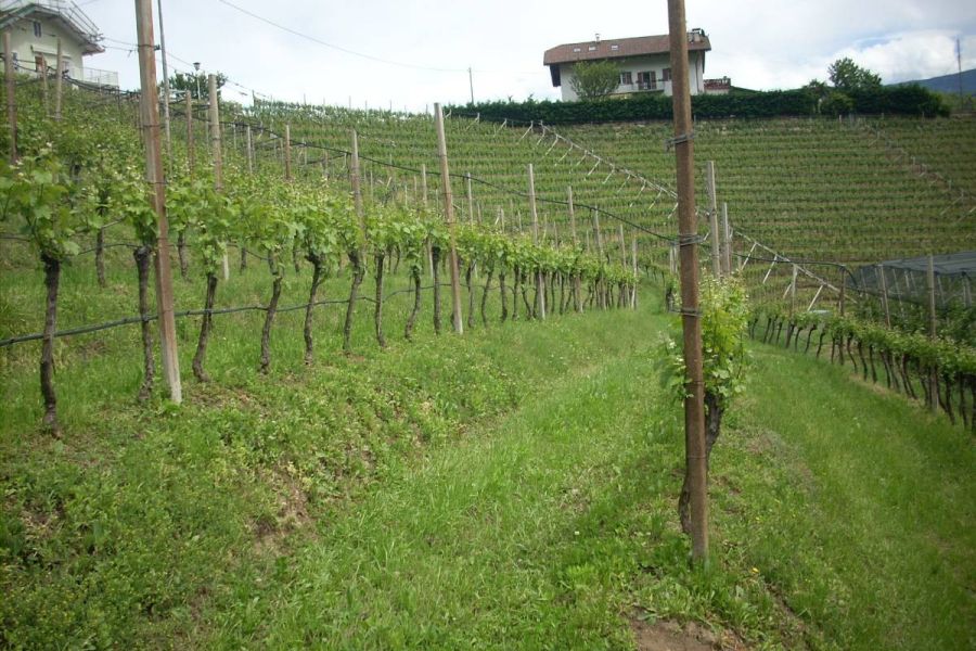 Weinbau-Immobilie - landwirtscaftl. Grün - Bild 3