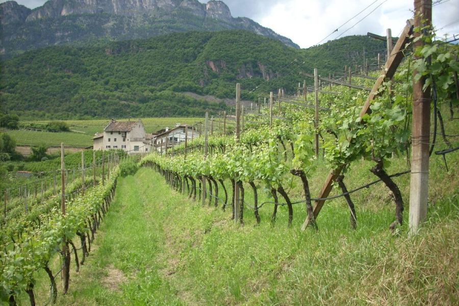 Weinbau-Immobilie - landwirtscaftl. Grün - Bild 4