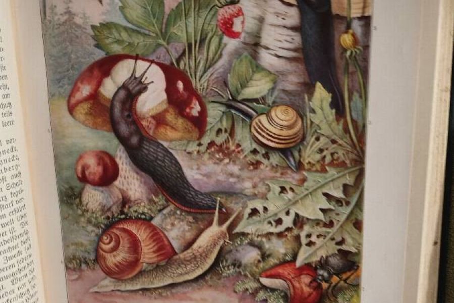 Brehms Tierleben - Bild 3