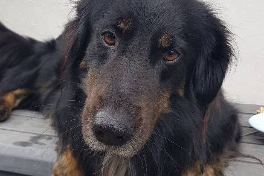 Mischlingshund abzugeben - Bild 2