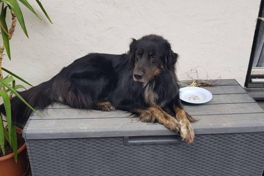 Mischlingshund abzugeben - Bild 3