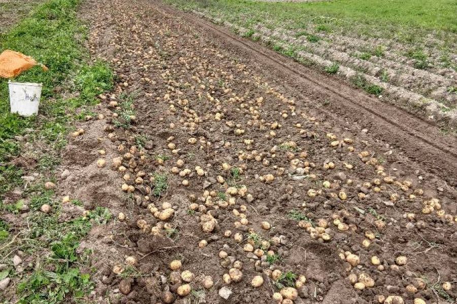 Bio Kartoffel - Bild 1