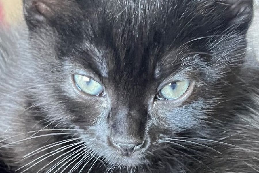 Verschenken süsse Kätzchen - Bild 2