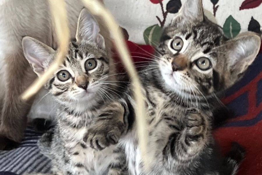 Verschenken süsse Kätzchen - Bild 1