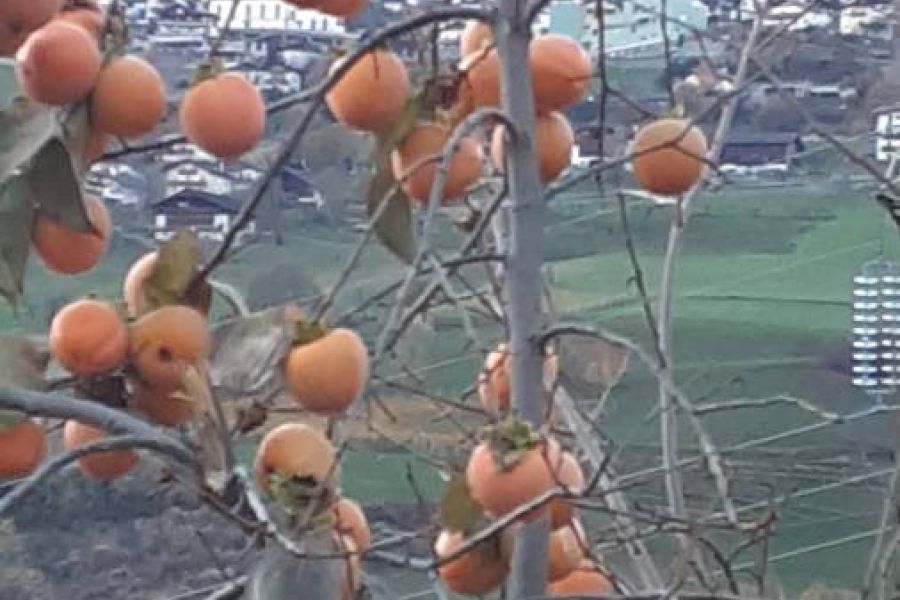 Kaki zu verkaufen - Bild 1