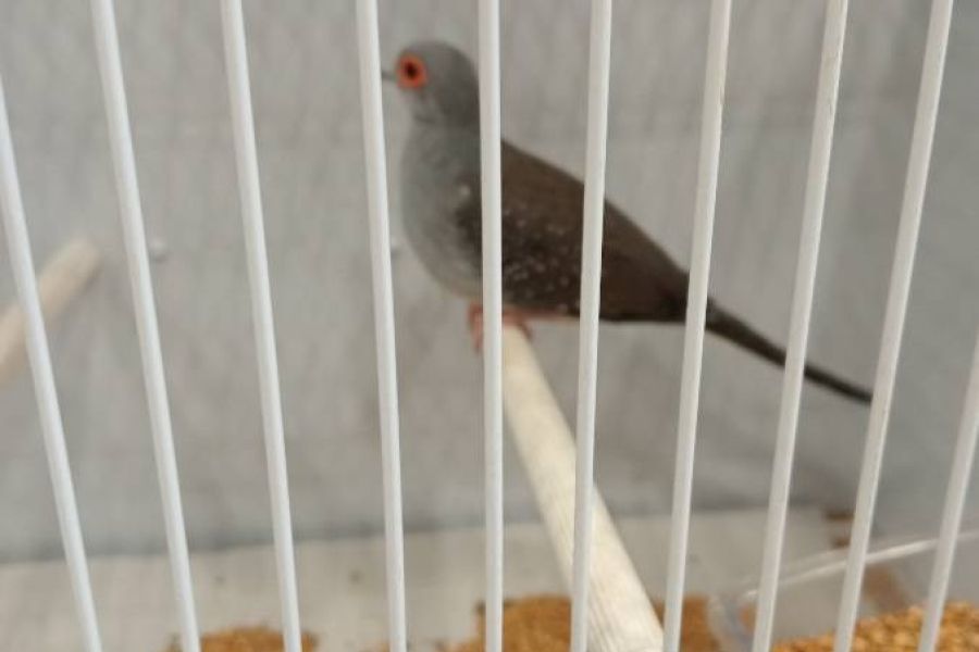 Diamanttrennscheiben - Bild 1