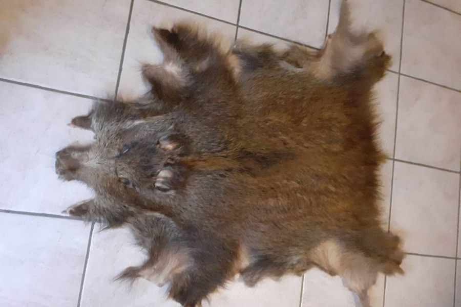 Wildschweinhaut - Bild 1
