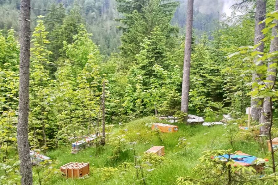 Bienenvolk Dadant - Bild 3