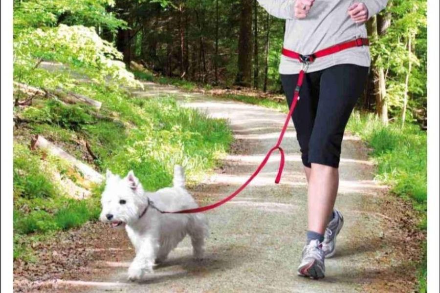 Hunde-Joggingleine - Bild 2