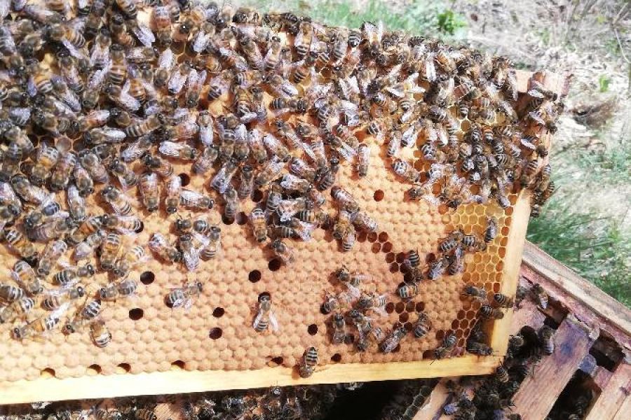 Carnica-Bienenvölker abzugeben - Bild 1